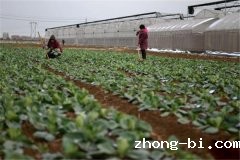 蔬菜水果农药检测仪了解果蔬的真面目