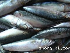 孔雀石绿检测仪检测水产品中孔雀石绿含量
