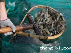 氯霉素是否超标？水产品氯霉素检测仪提供科学依据