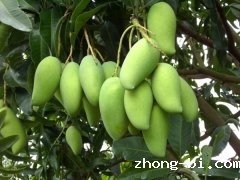 农药检测仪：以科学的方式提供依据