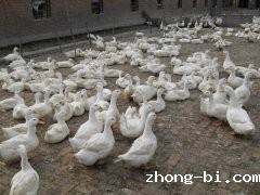 动物疫病快速诊断仪的作用