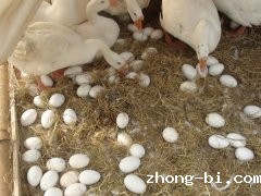 动物疫病诊断仪在养殖业中发挥什么样的作用