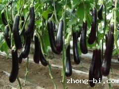 如何检测食品中有机磷农药残留？