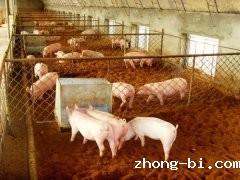 betway体育手机APP非洲猪瘟检测仪怎么样？