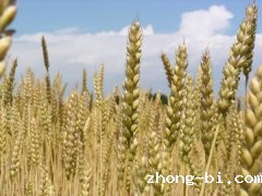 betway体育手机APP农药检测仪在蔬菜农药残留检测中的应用