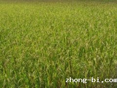 农药检测仪山东厂家