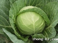 果蔬生产基地用什么检测农药残留？