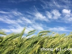 betway体育手机APP全自动农药检测仪好用吗？
