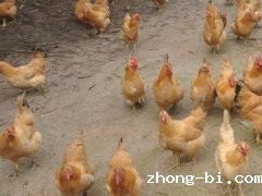 风途兽药检测仪好用吗？