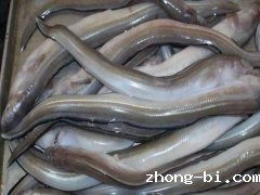 孔雀石绿检测设备厂家