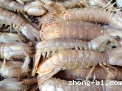 水产品抗生素残留检测仪山东潍坊厂家