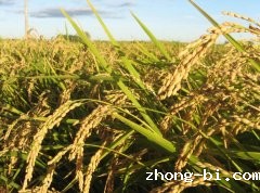 大米重金属检测仪发现超标“镉大米”