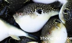 美味佳肴却是“夺命杀手”！