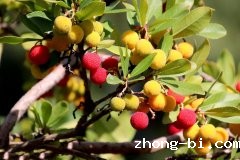 荔枝吃多了上火，你可知荔枝病？