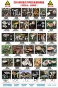 蘑菇颜色越鲜艳越有毒？