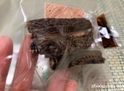 看着“可怕”的食物，其实味道还不错~