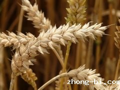 谷物和饲料中霉菌毒素的检测方法