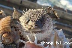 河豚，“致命的诱惑”！
