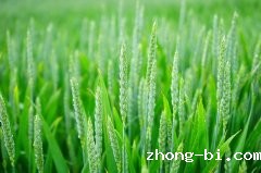 作物的铁营养